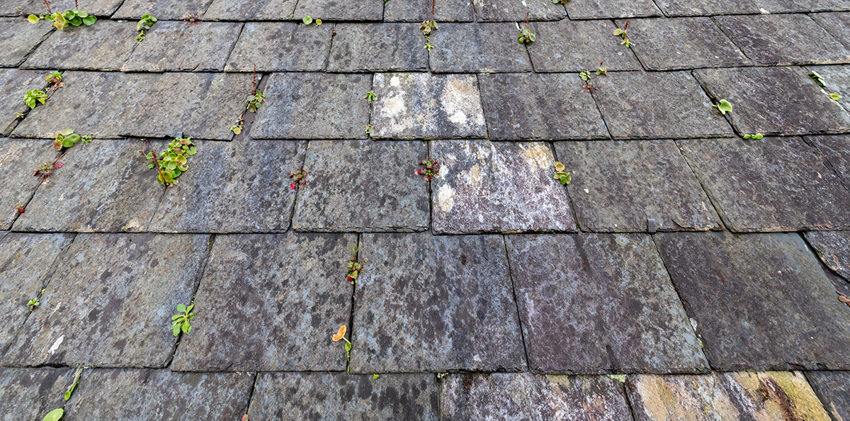 A roof with a heavy lgae buildup